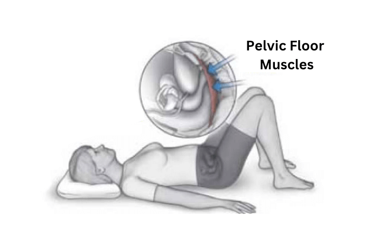 Pelvic-Floor-Muscles